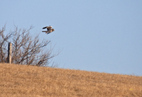 Northern Harrier 6311